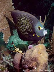 Quite possibly the friendliest fish and most photogenic. ... by Steven Anderson 